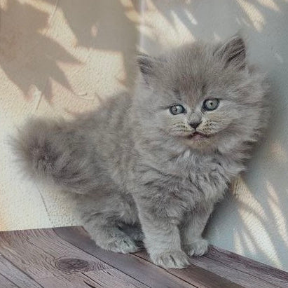 
                  
                    Romeo
                  
                