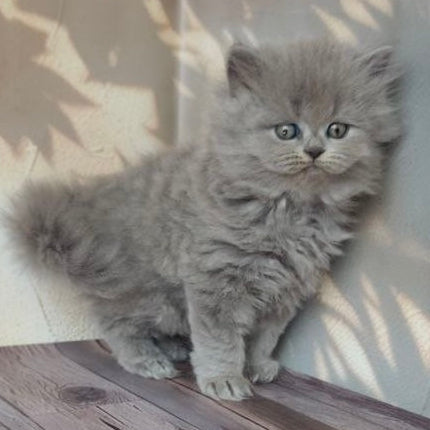 
                  
                    Romeo
                  
                