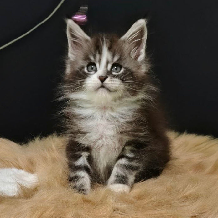 
                  
                    Mercury
                  
                