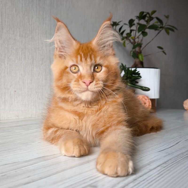 Oliver