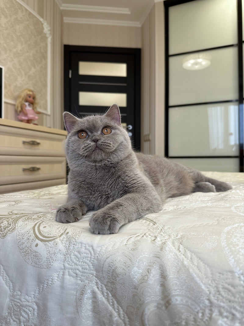Oscar