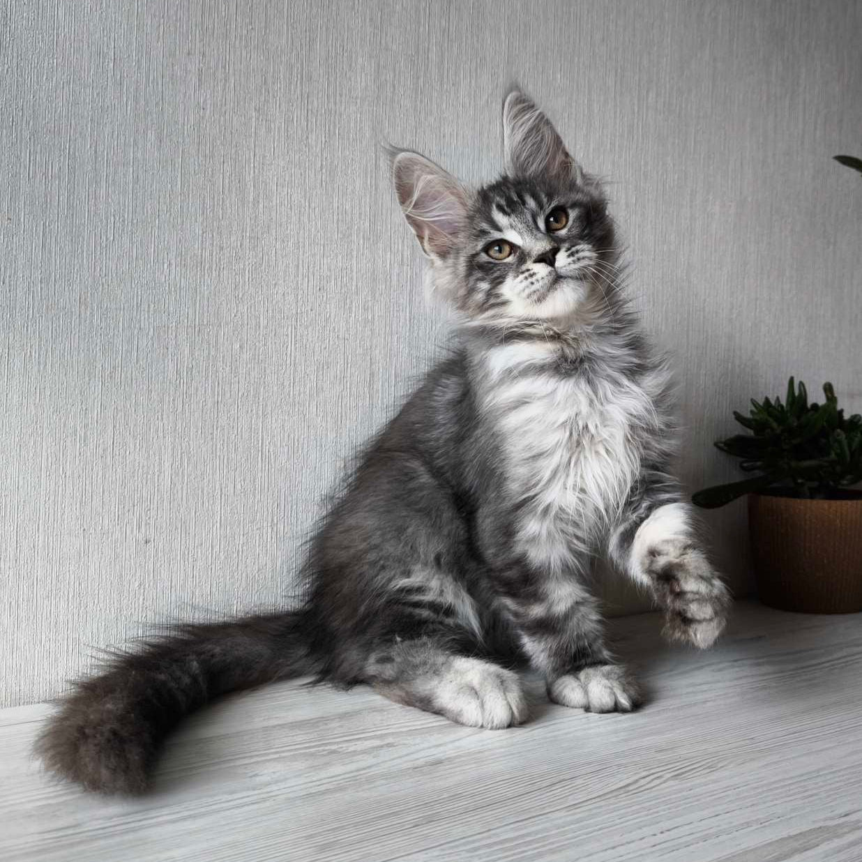 
                  
                    Norman
                  
                