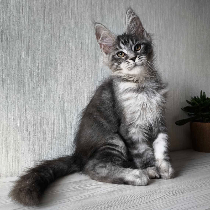 Norman