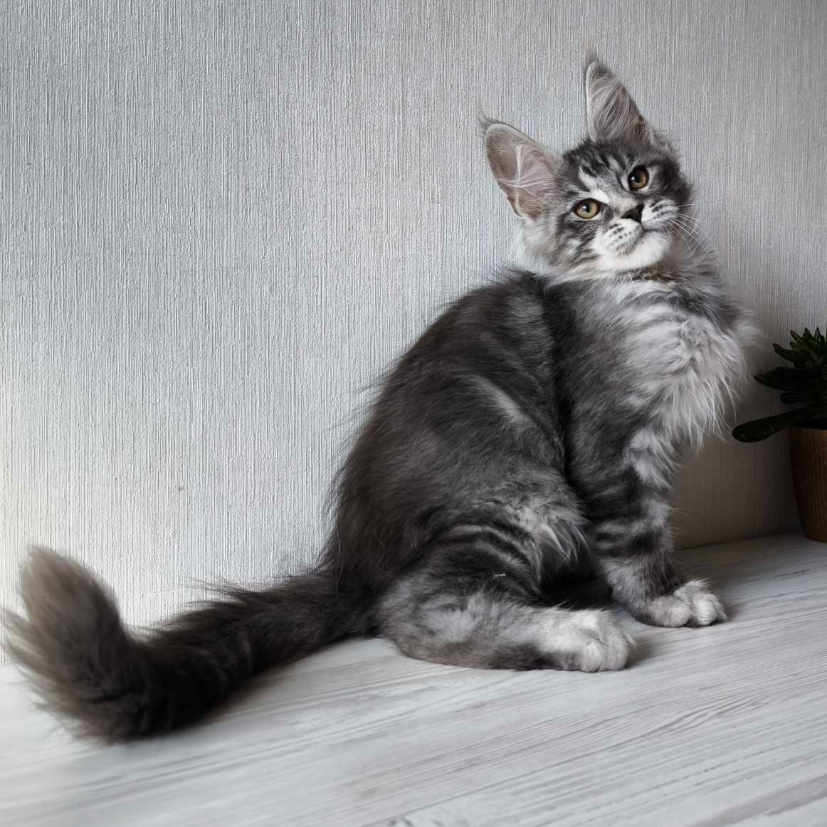
                  
                    Norman
                  
                