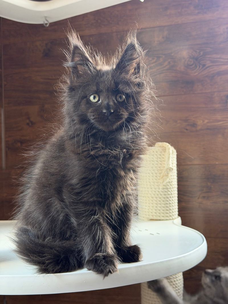 Bagheera