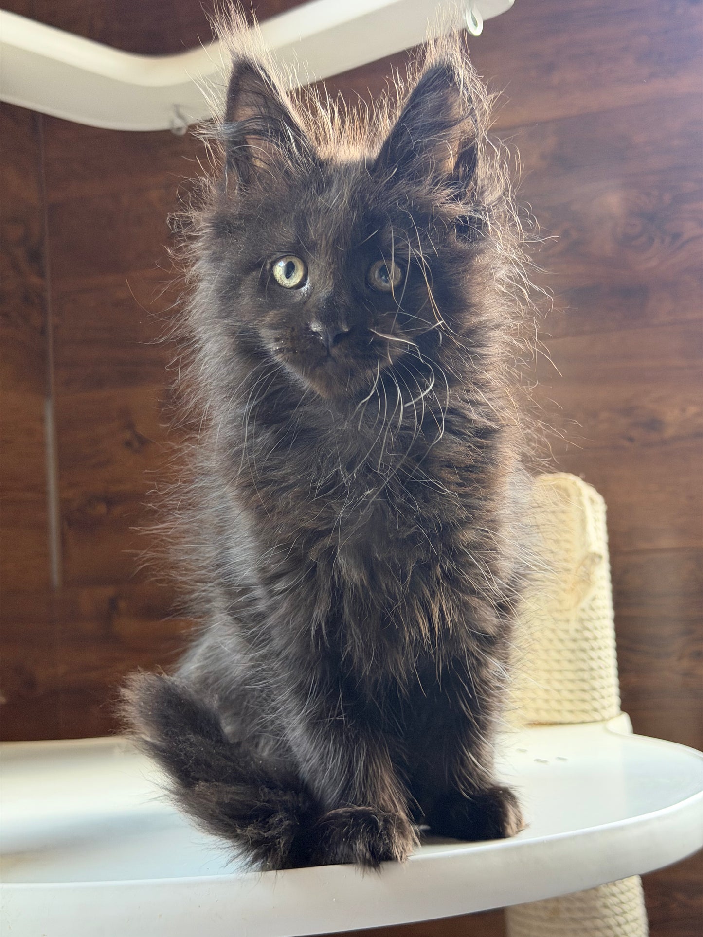 
                  
                    Bagheera
                  
                