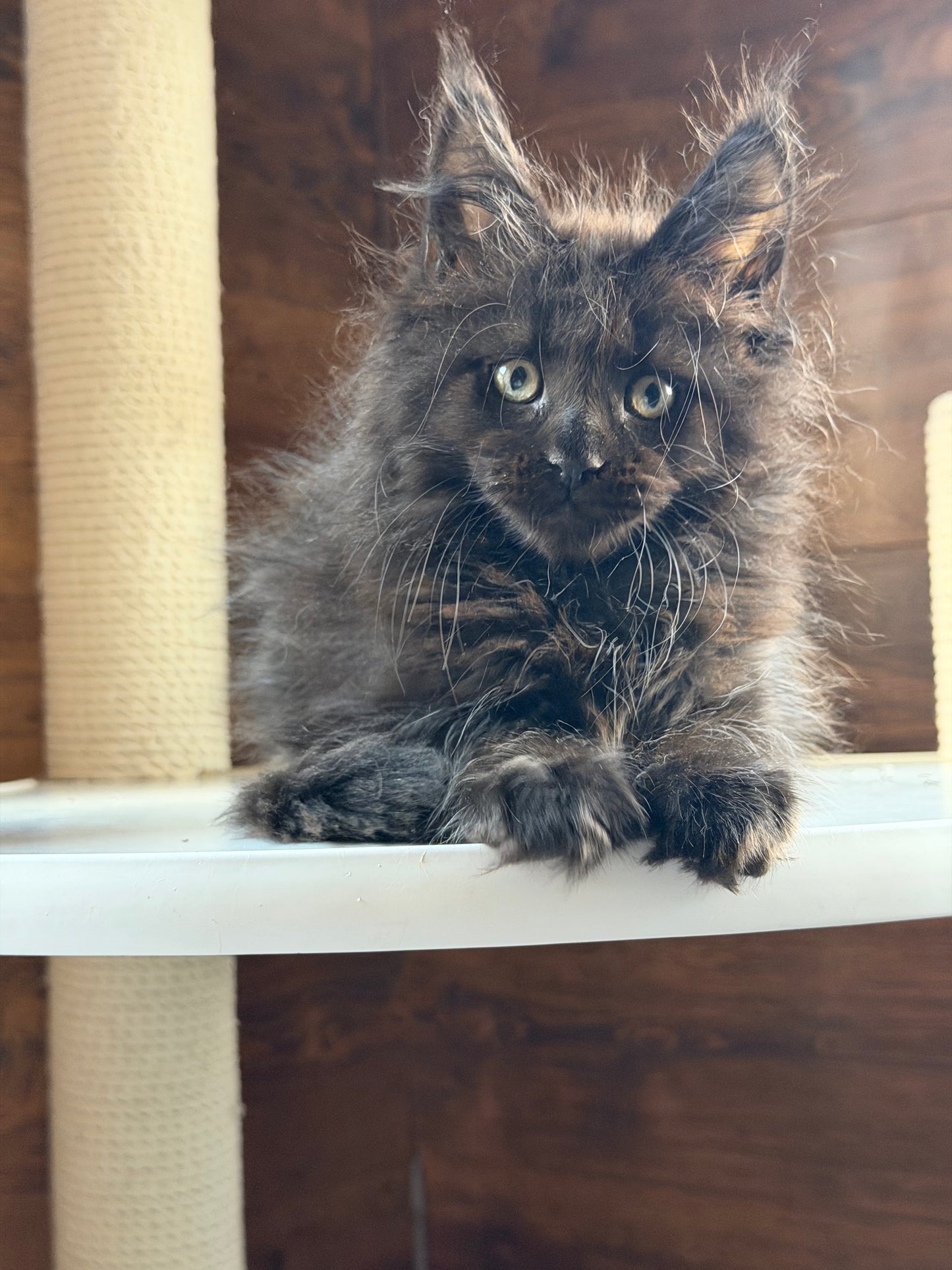 
                  
                    Bagheera
                  
                