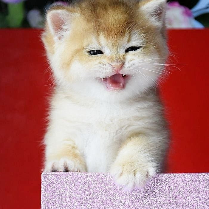 
                  
                    Simba
                  
                