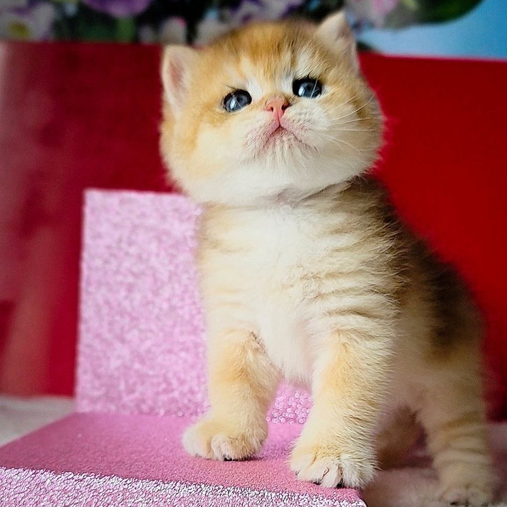 
                  
                    Simba
                  
                