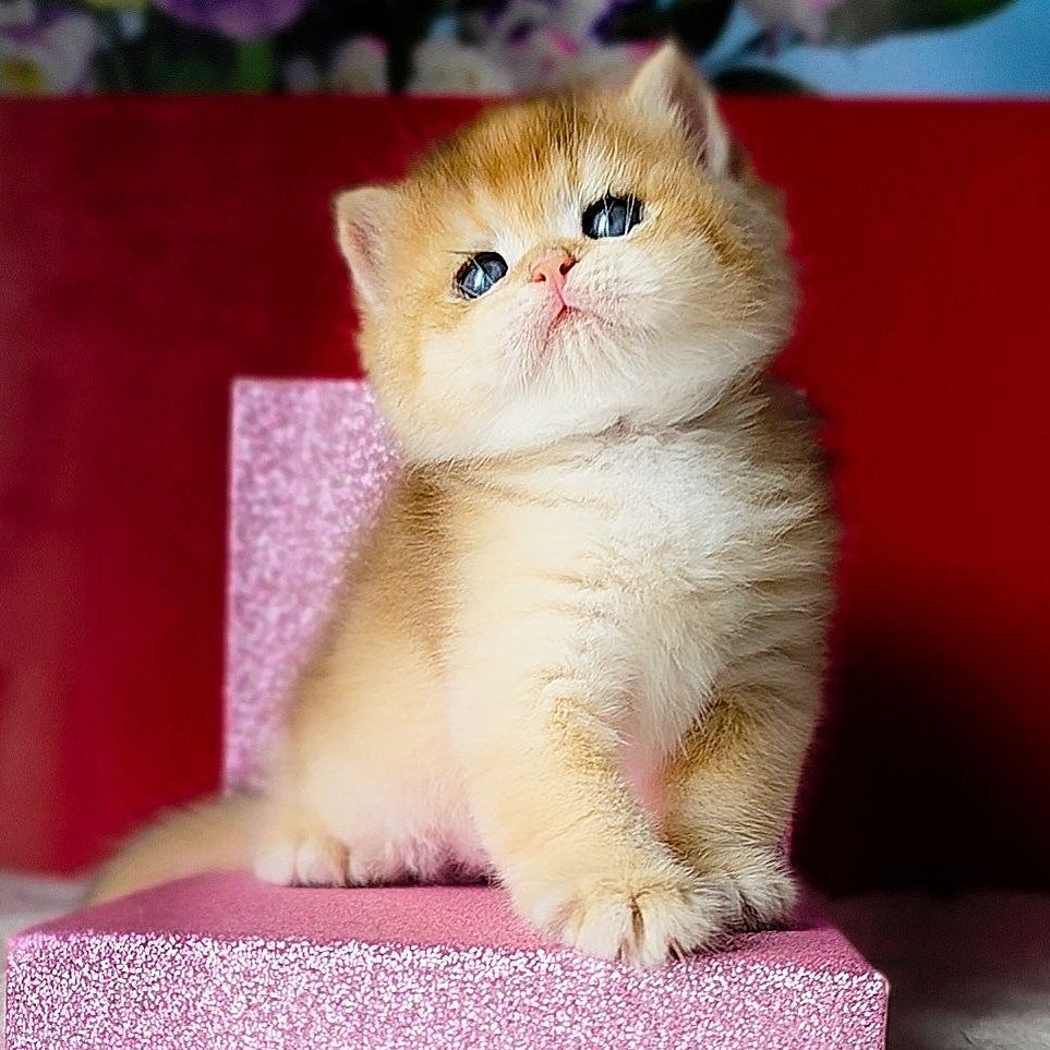 
                  
                    Simba
                  
                