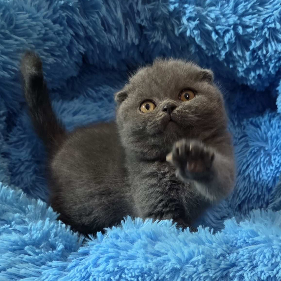 
                  
                    Tyson
                  
                