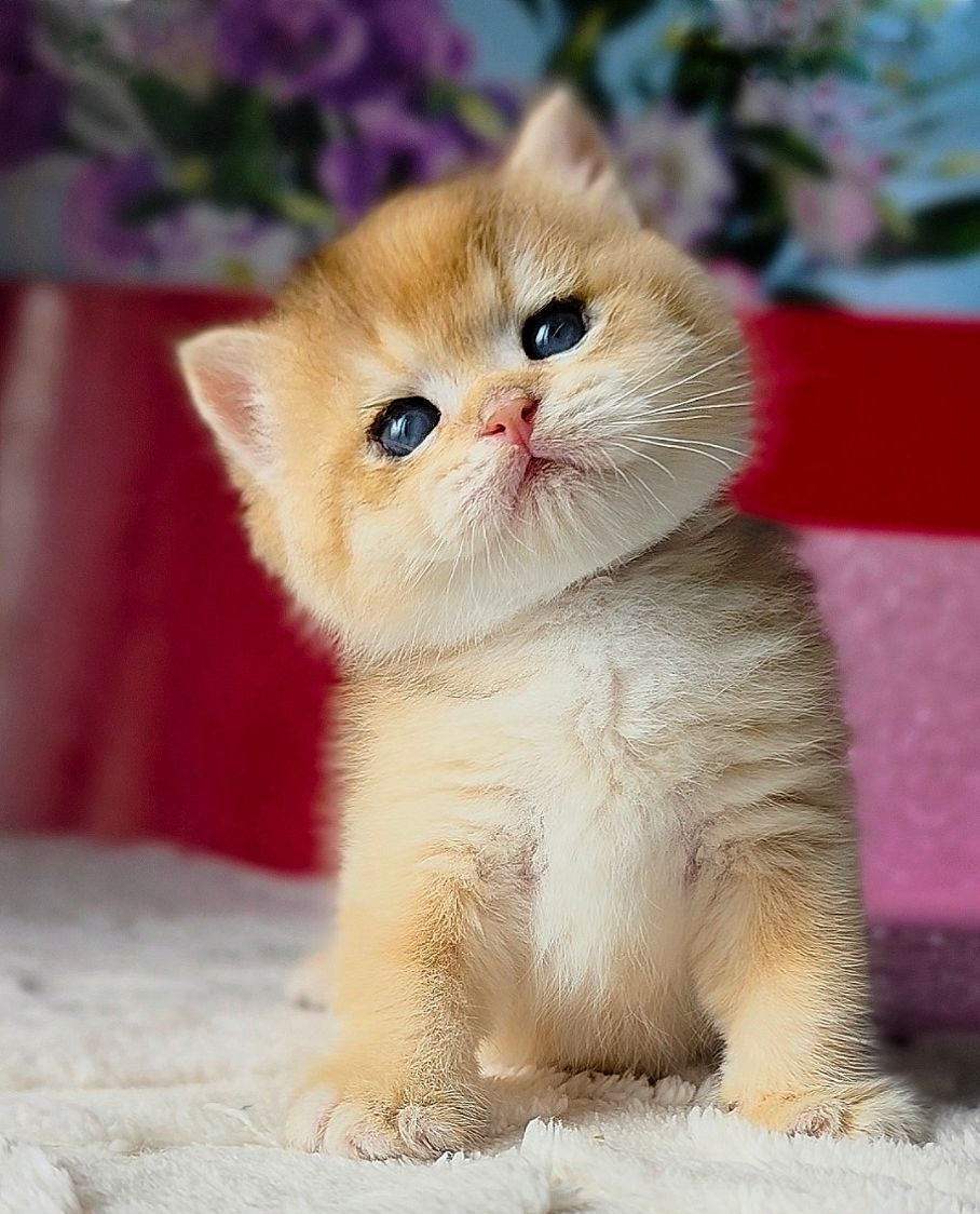 
                  
                    Simba
                  
                
