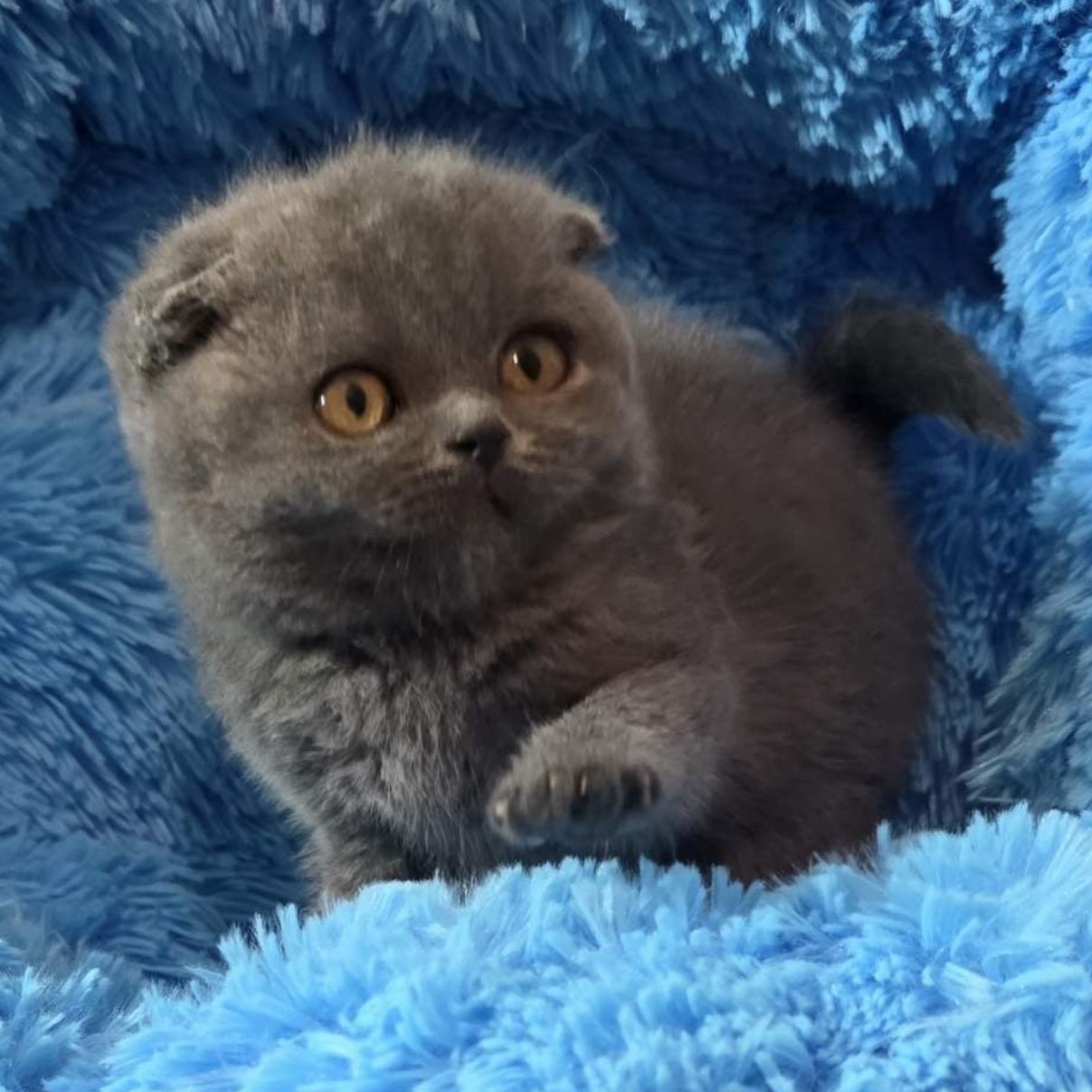 
                  
                    Tyson
                  
                