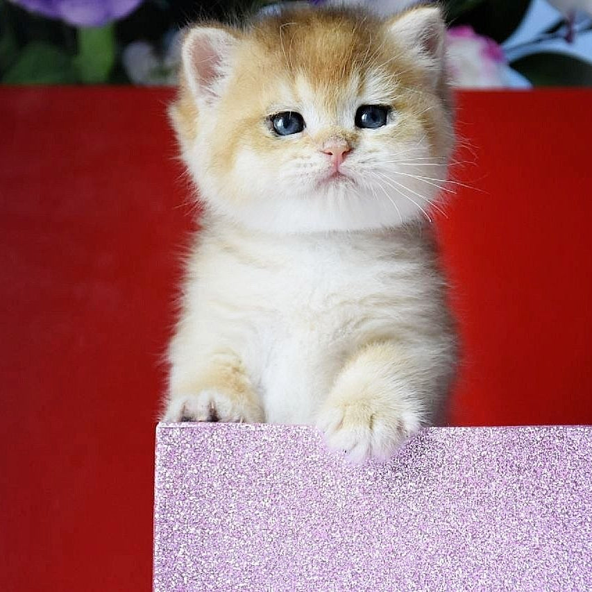 
                  
                    Simba
                  
                