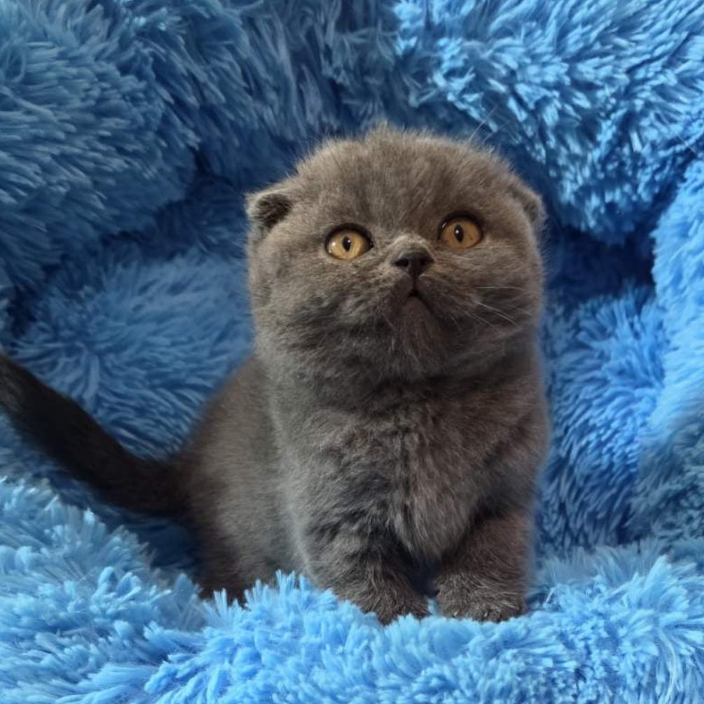 
                  
                    Tyson
                  
                