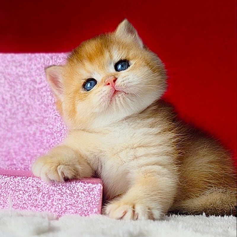 Simba