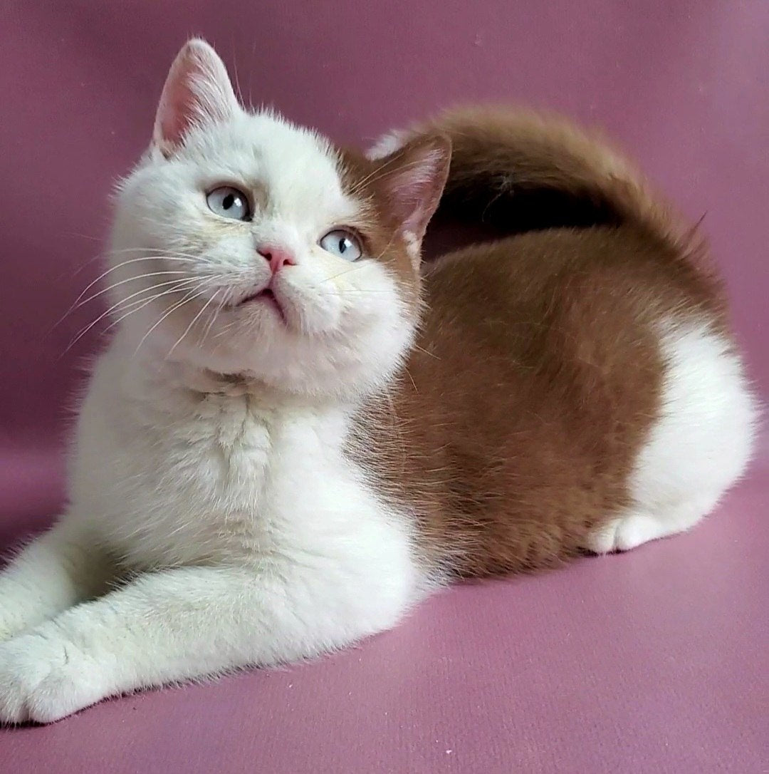 
                  
                    Vito
                  
                