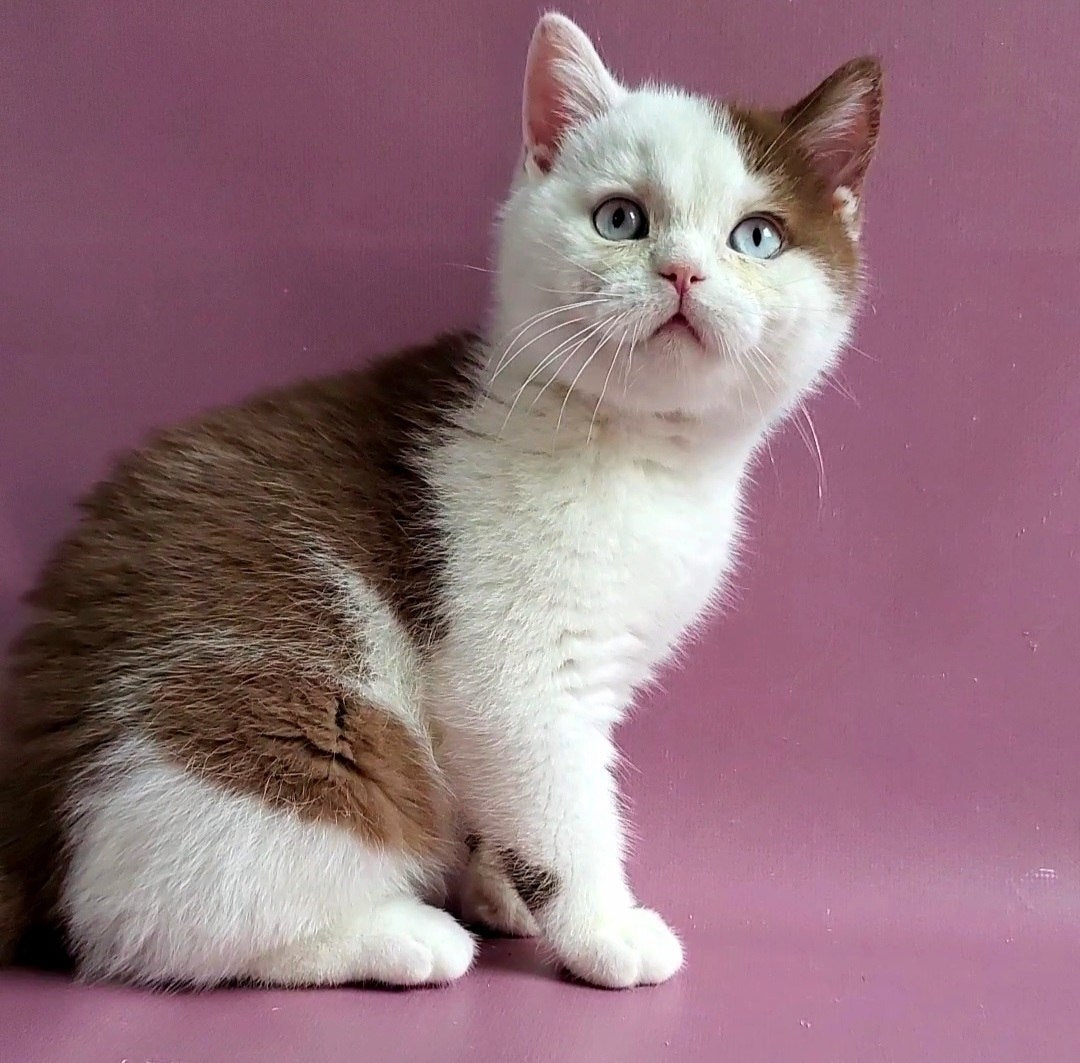 
                  
                    Vito
                  
                