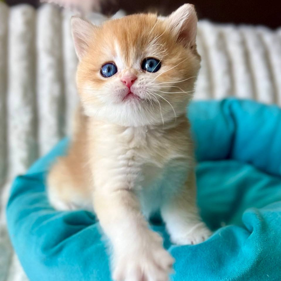 
                  
                    Kitty
                  
                