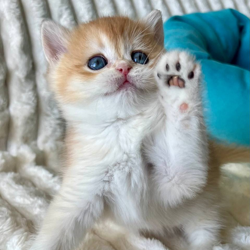 
                  
                    Kitty
                  
                