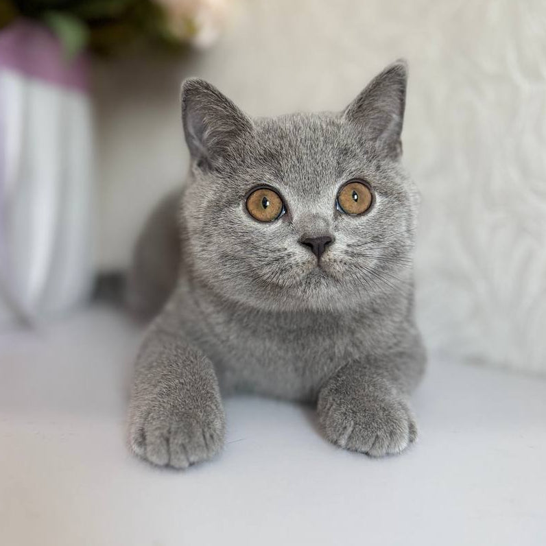 
                  
                    Oscar
                  
                