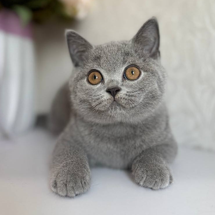 
                  
                    Oscar
                  
                