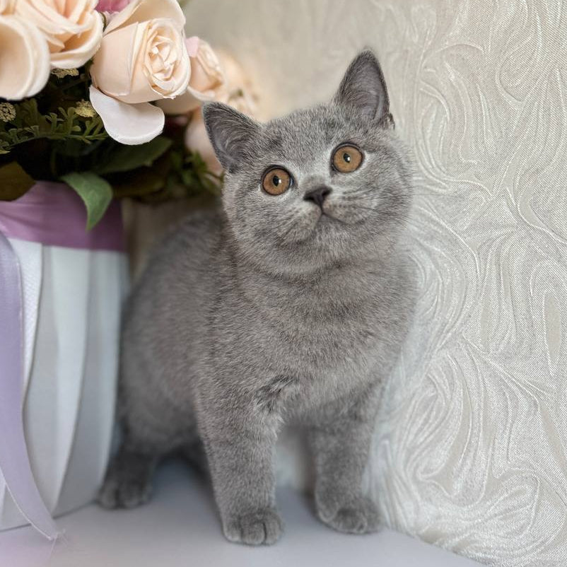 
                  
                    Oscar
                  
                