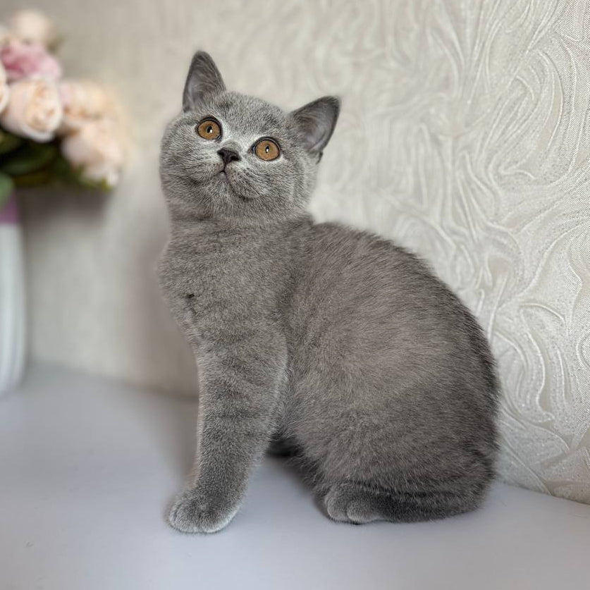 
                  
                    Oscar
                  
                