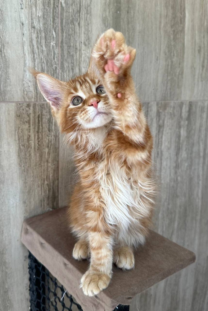 
                  
                    Oscar
                  
                