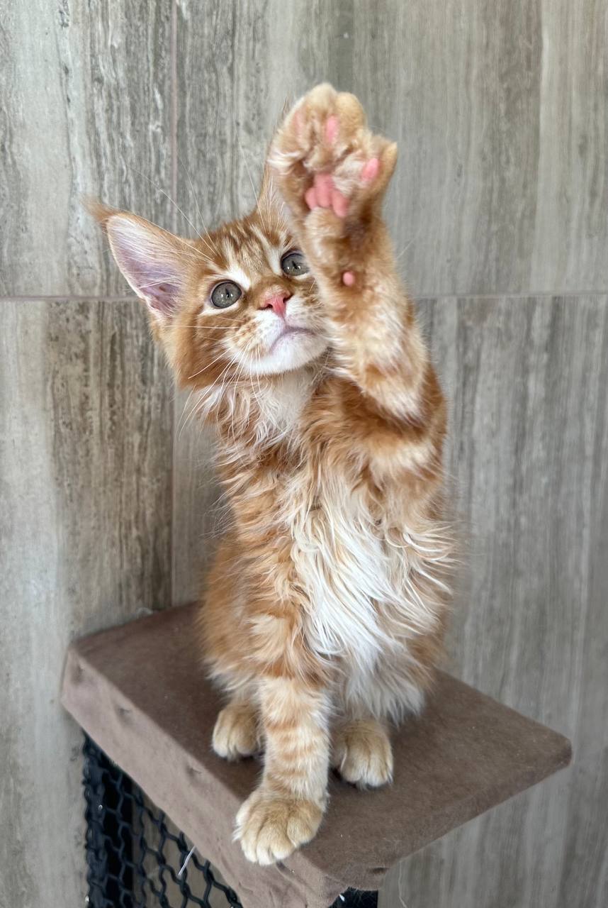 
                  
                    Oscar
                  
                