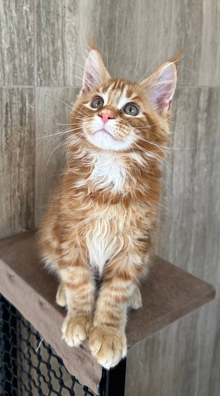
                  
                    Oscar
                  
                