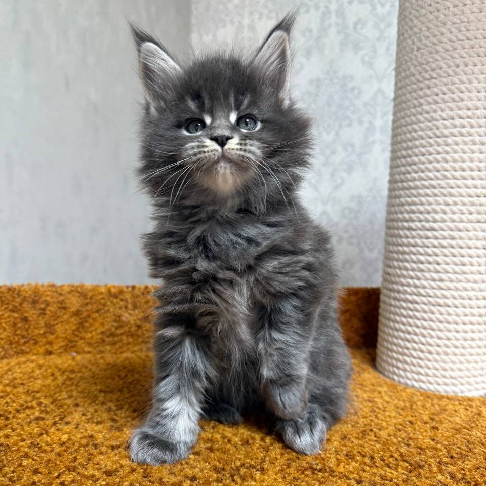 
                  
                    Tsezar
                  
                