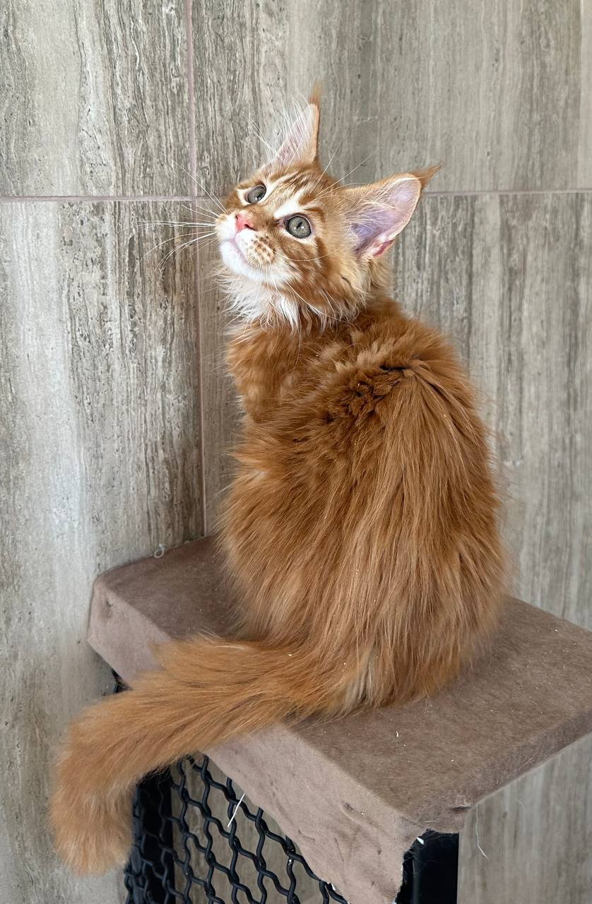 
                  
                    Oscar
                  
                