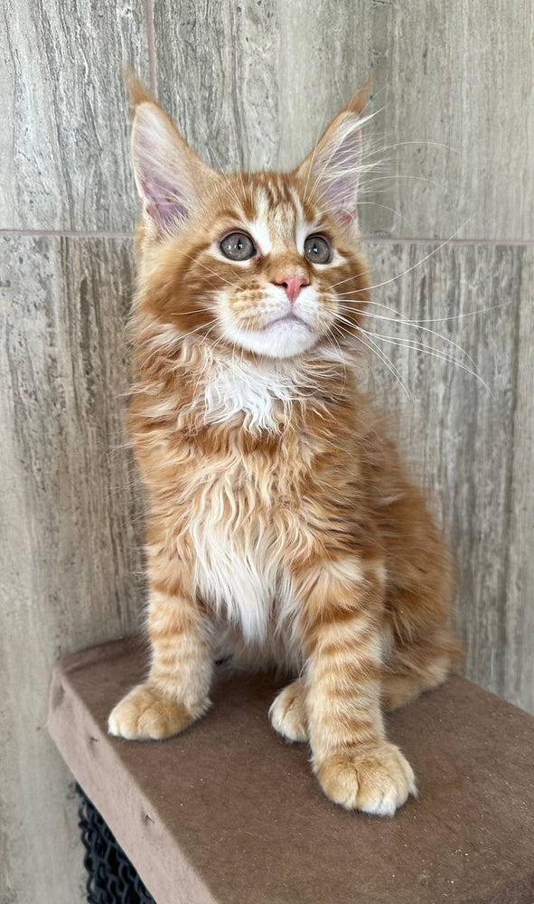 
                  
                    Oscar
                  
                