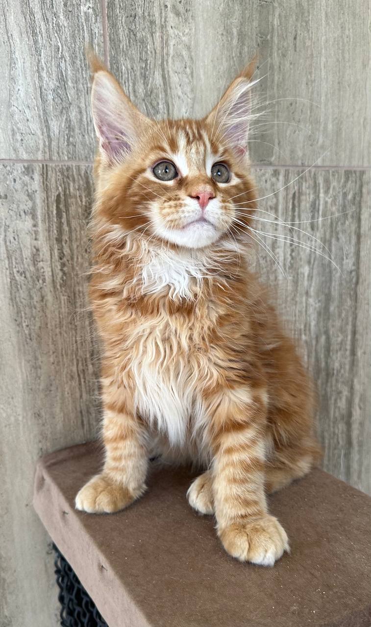 
                  
                    Oscar
                  
                