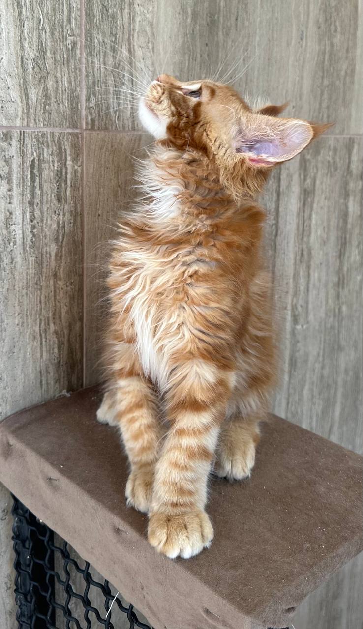 
                  
                    Oscar
                  
                