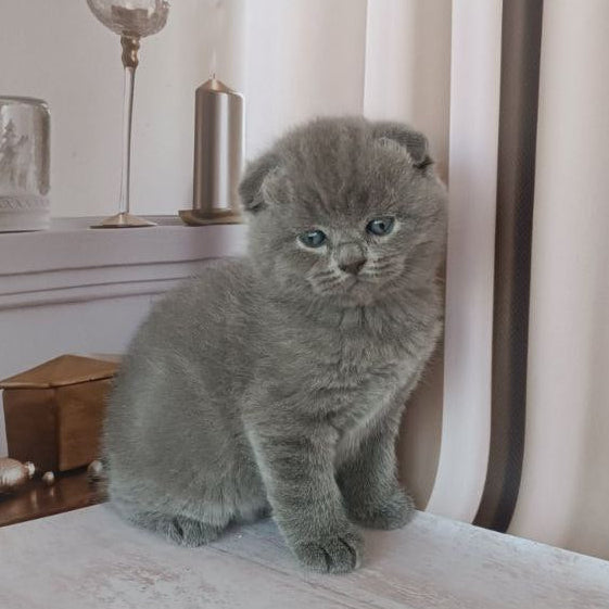 Amur