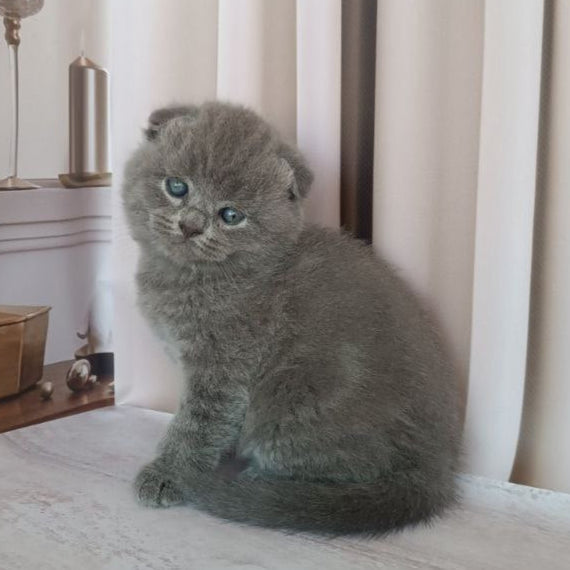 
                  
                    Amur
                  
                
