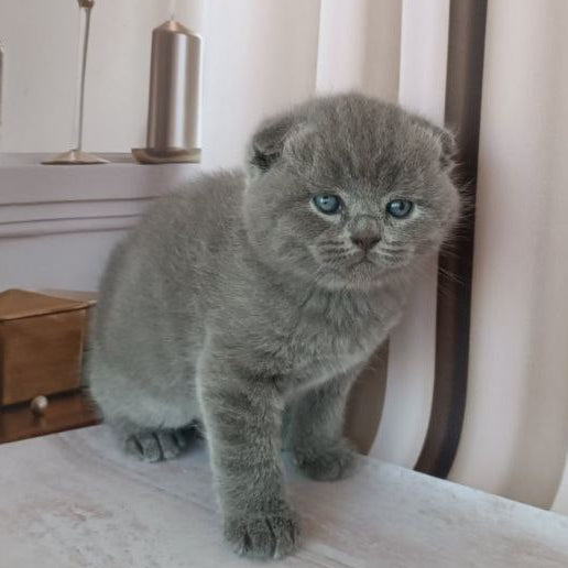 
                  
                    Amur
                  
                