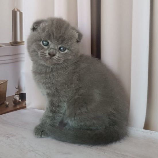 
                  
                    Amur
                  
                
