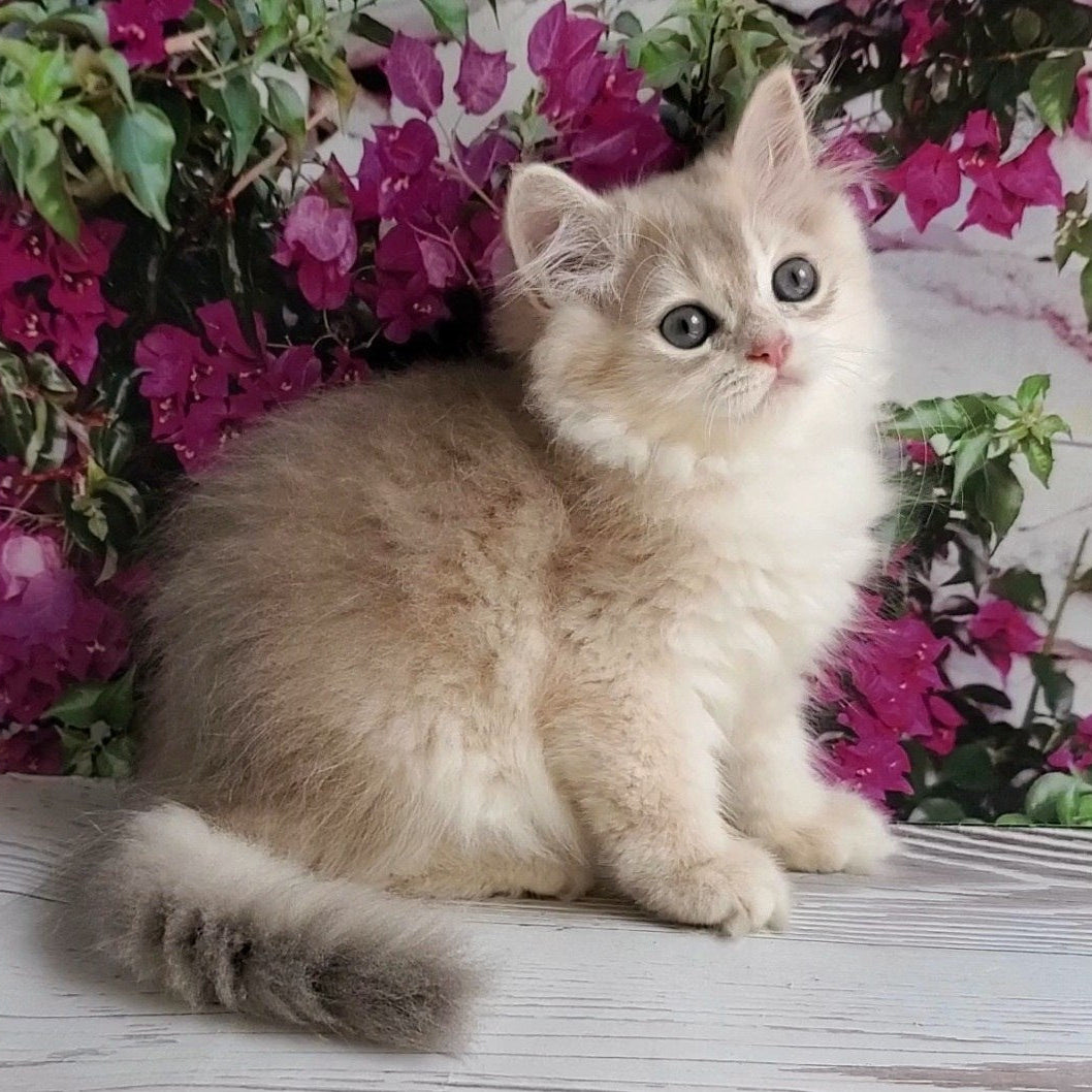 
                  
                    Zorro
                  
                
