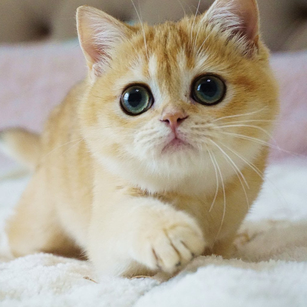 
                  
                    Fluffy
                  
                