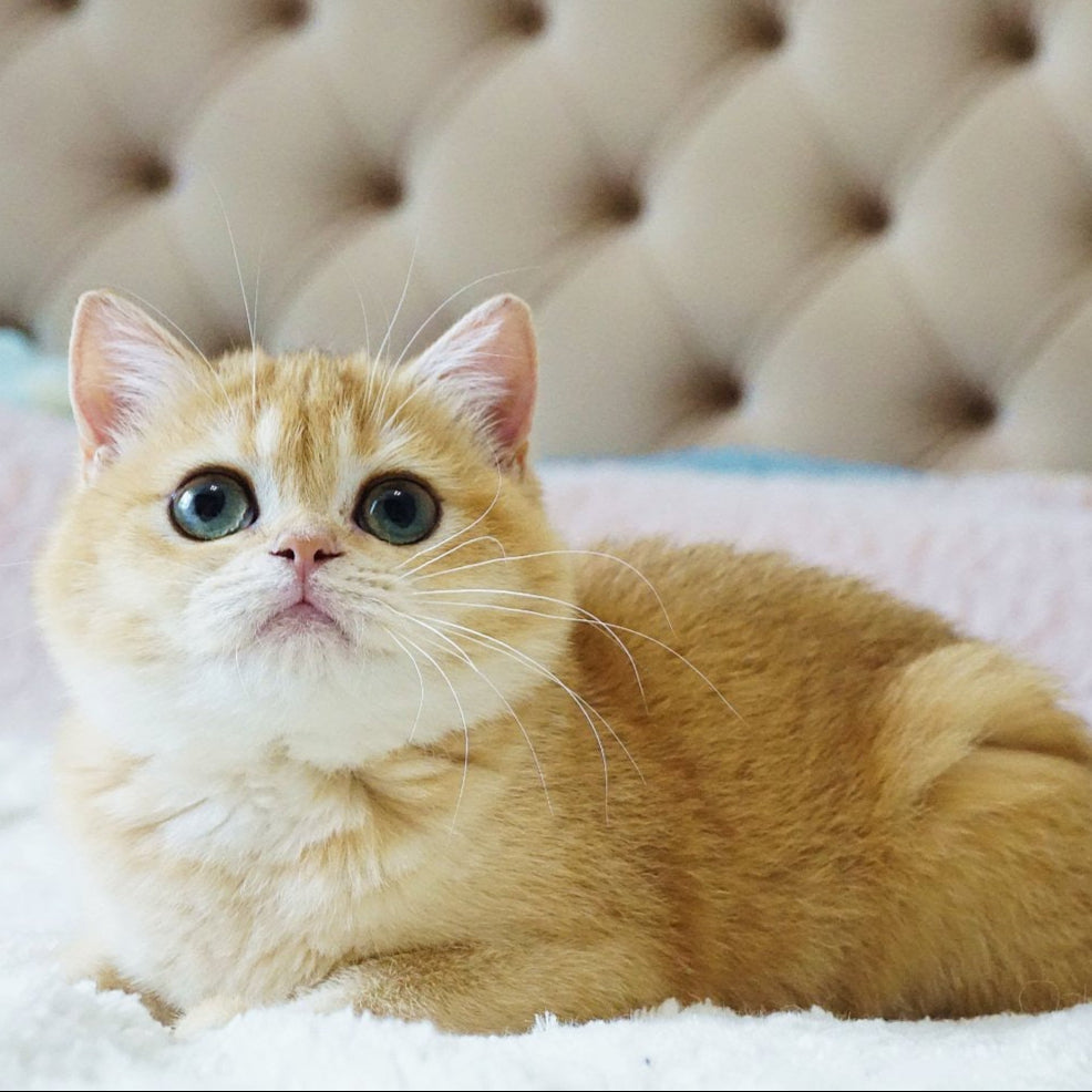 
                  
                    Fluffy
                  
                
