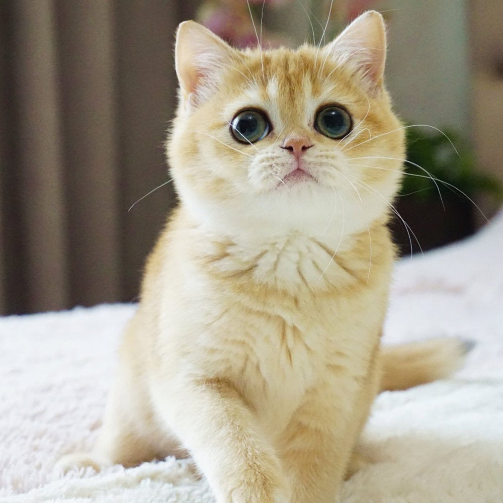 Fluffy