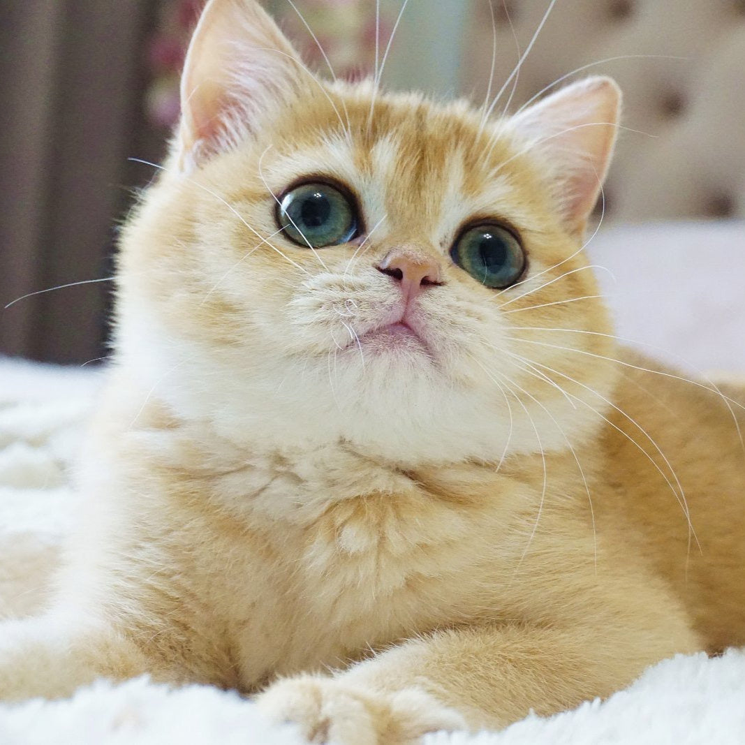 
                  
                    Fluffy
                  
                
