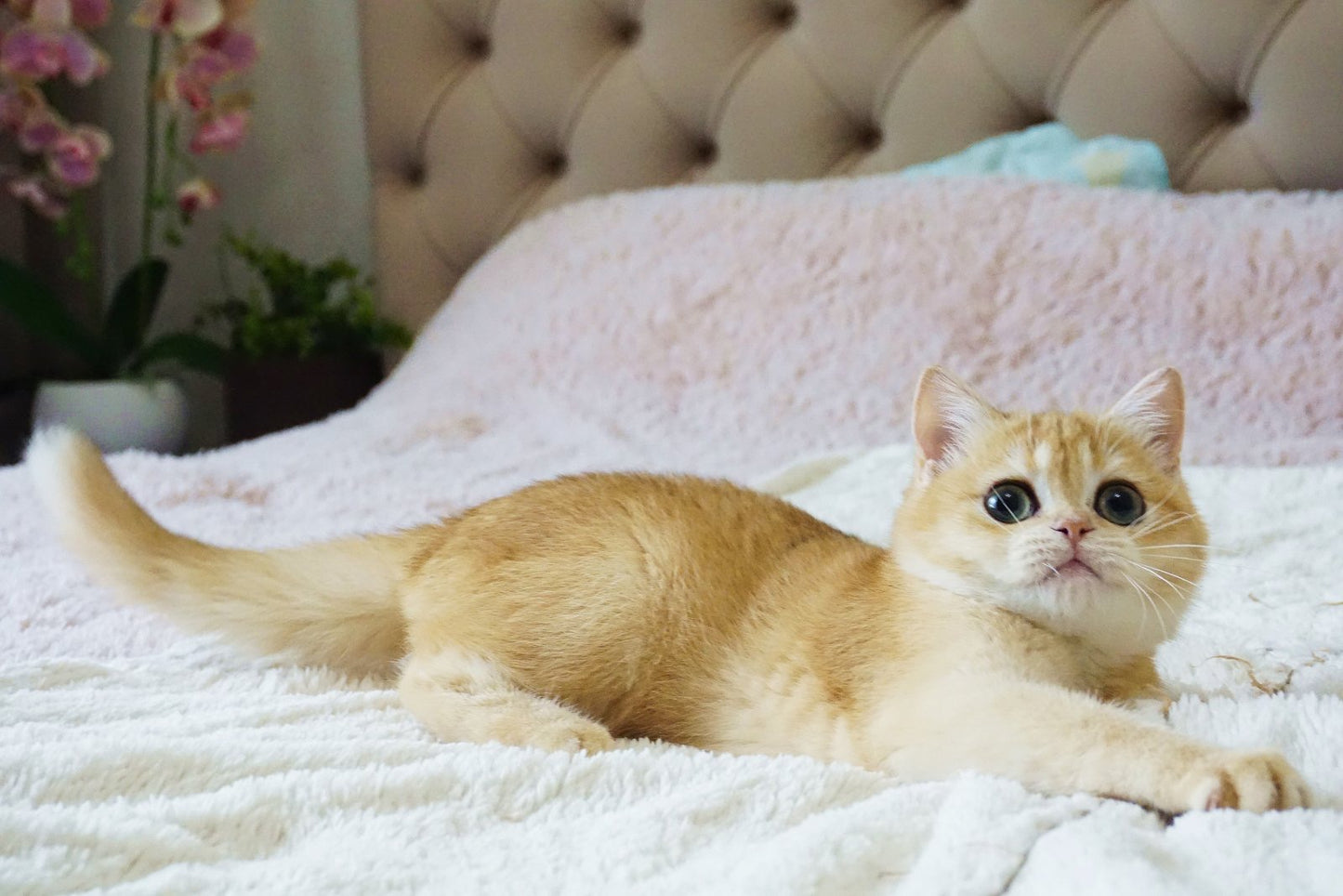 
                  
                    Fluffy
                  
                