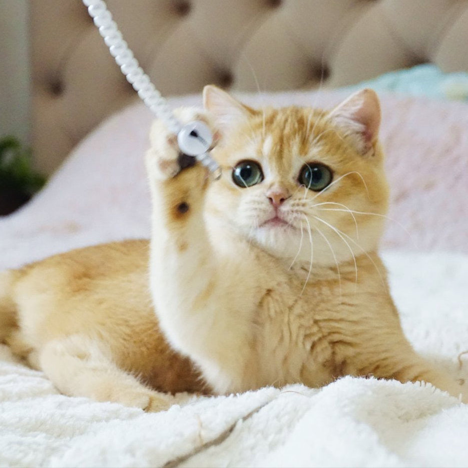 
                  
                    Fluffy
                  
                