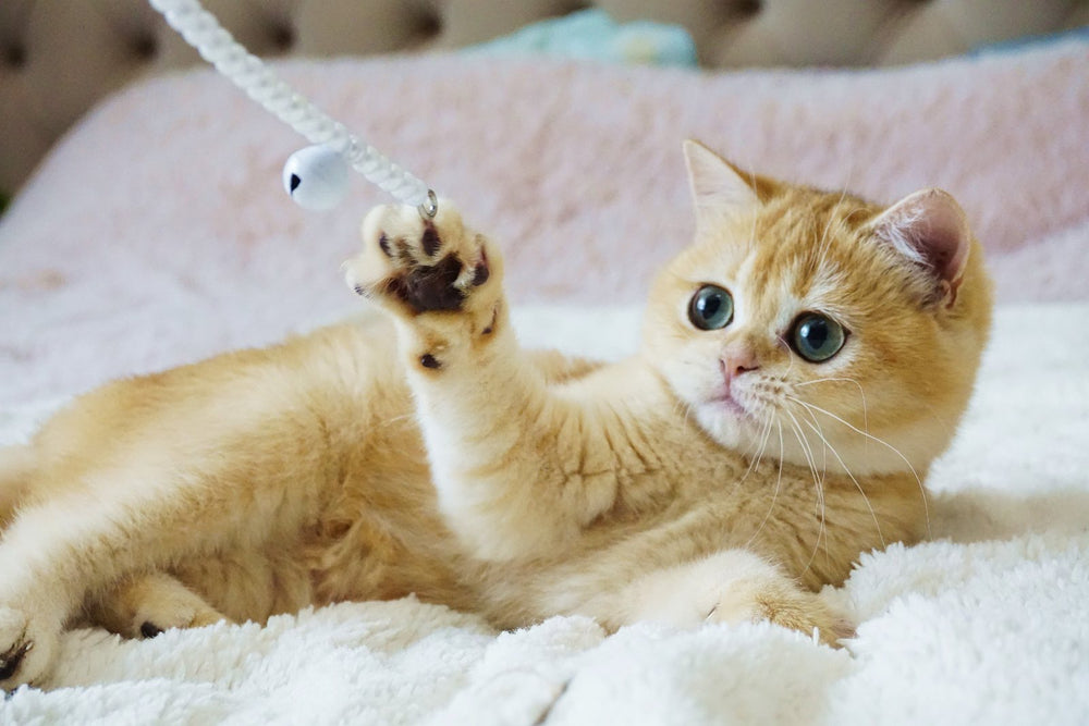 
                  
                    Fluffy
                  
                