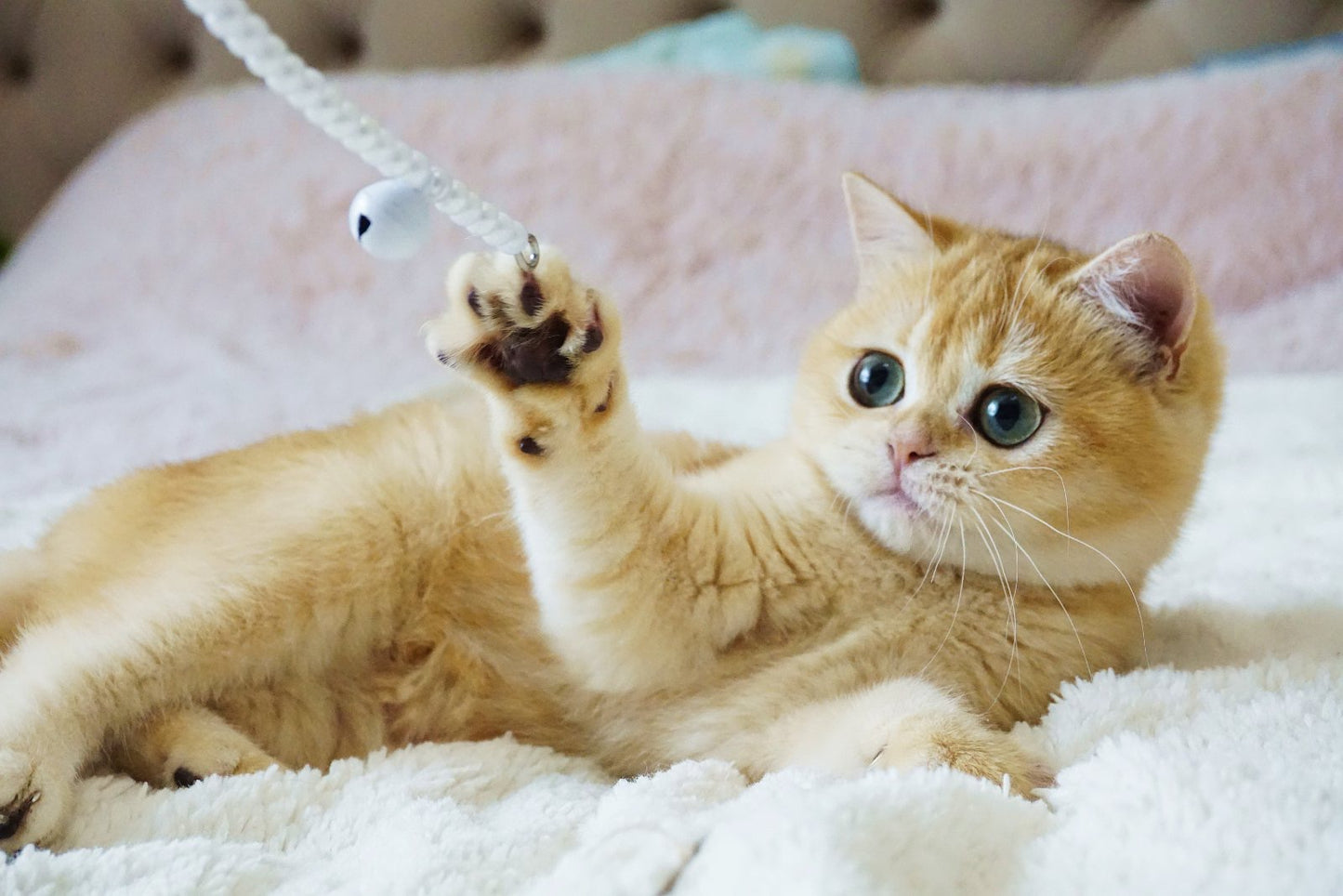 
                  
                    Fluffy
                  
                
