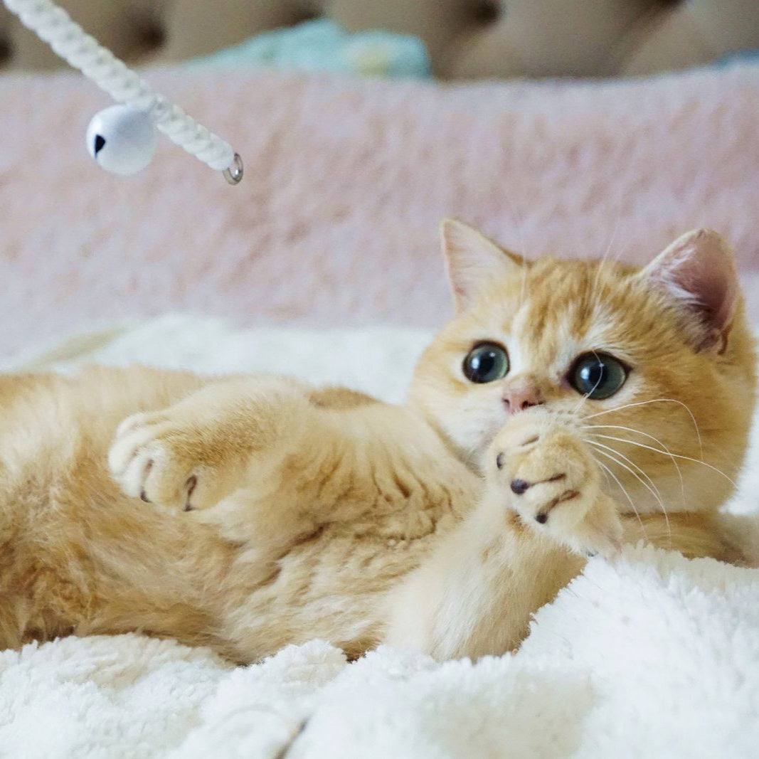 
                  
                    Fluffy
                  
                
